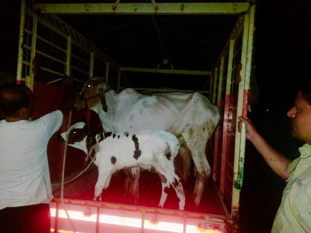 दहा गोवंशीय जनावरांना भिंगार कॅम्प पोलिसांकडून जीवदान