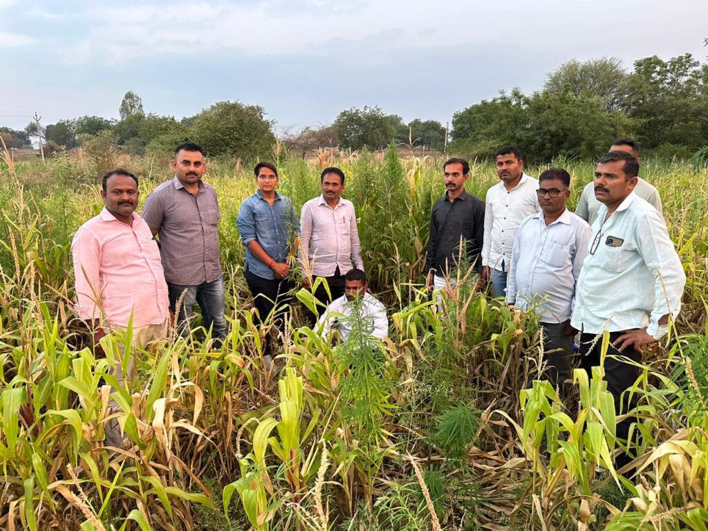 मोठी कारवाई बेकायदेशीर गांजा शेतीवर एलसीबीचा छापा;तब्बल २ लाख ५० हजार रुपयांचे ३३५ लहान-मोठी गांजाची झाडे जप्त