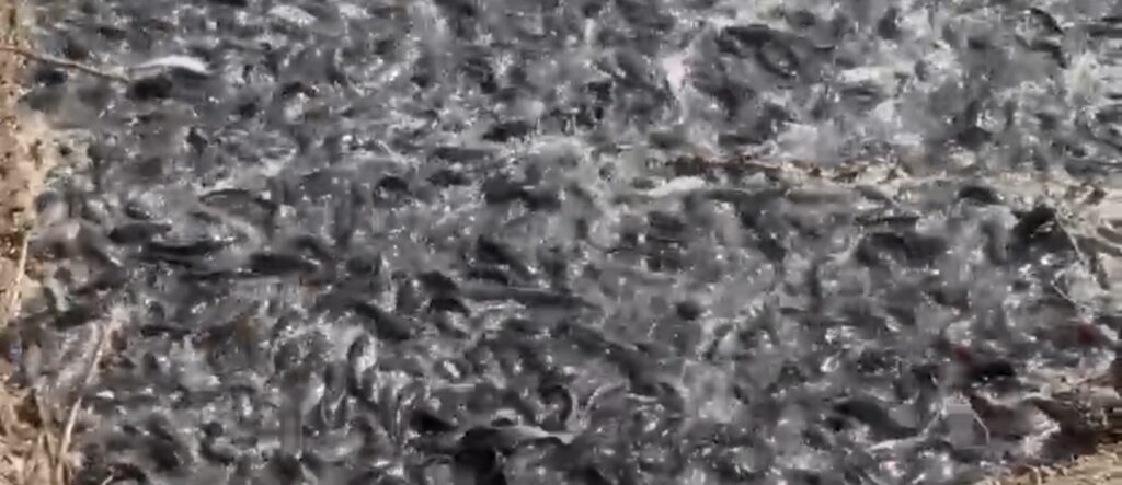 Crime..तब्बल ४ हजार किलो प्रतिबंधित मांगुर मासा एलसीबीच्या जाळ्यात…२९ लाखांचा मुद्देमाल जप्त..मुंबई येथील ‘भाई’ चे कनेक्शन नगरमध्ये