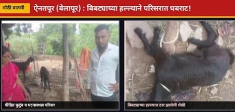 बेलापूरमध्ये बिबट्याची दहशत! रात्री घरात घुसून शेळी ठार;कुत्र्यालाही ओढून नेले,अंधाऱ्या रस्त्यामुळे भीती वाढली..