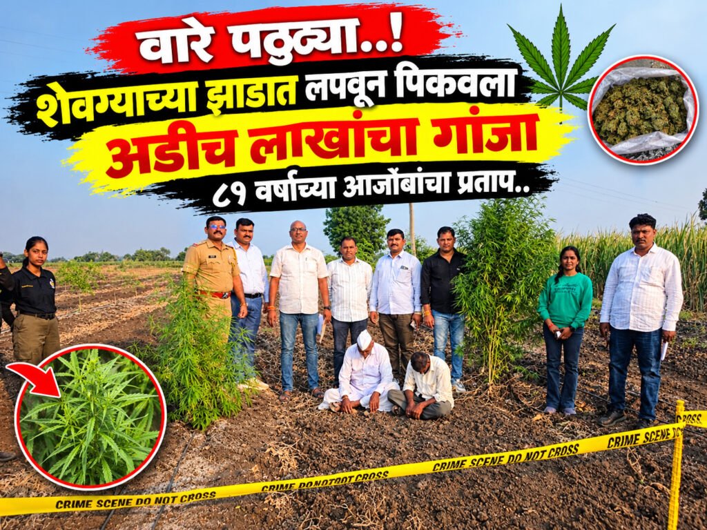LCB..वारे पठ्ठ्या..! शेवग्याच्या झाडात लपवून पिकवला अडीच लाखांचा गांजा; ८१ वर्षांच्या आजोबांचा प्रताप.. 